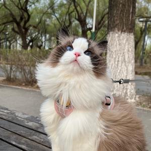 小白不会喵喵头像