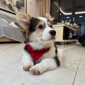 柯基乐堡宠物用品头像