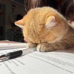 桂酱柠檬·^头像