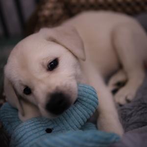 小狗钱钱成长日记头像