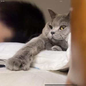 团团与狼狼头像