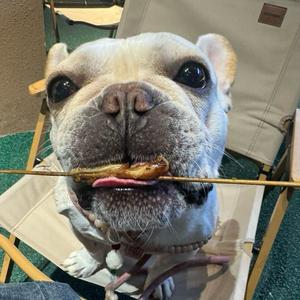 豆包爱大米头像