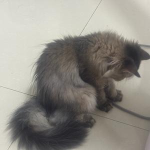 咪咪是只猫头像