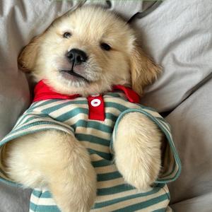 就爱喝鲫鱼汤头像