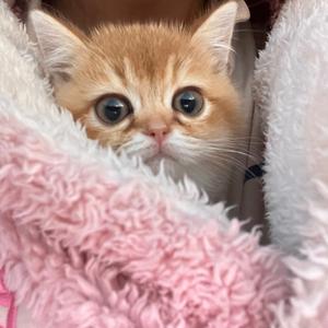 玫阿玫儿的肉肉头像