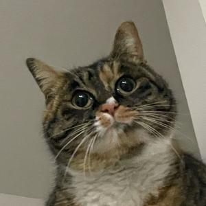 爆炸霸王龙🦖（想进步版）头像