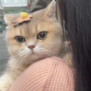 小小只猫叫招财头像