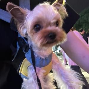 搓搓会打鼾💤头像