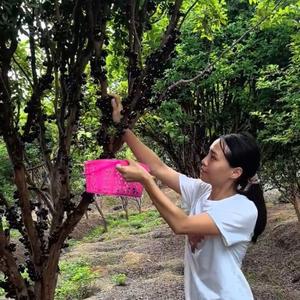 交山果园（交山林场）头像