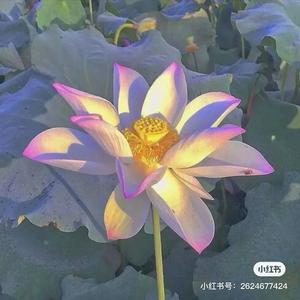 云淡风轻，心存阳光头像