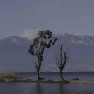 龙舌兰🏔️头像