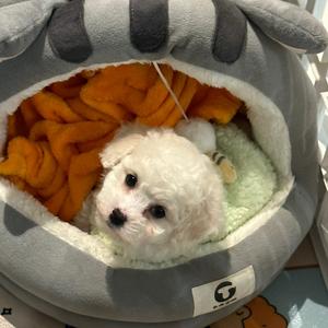 小萝卜驾到头像