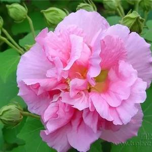 芙蓉，向快乐出发😁头像