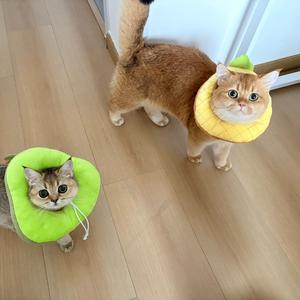 十一 十二是两只猫头像