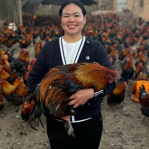 小勤 云南武定土鸡头像