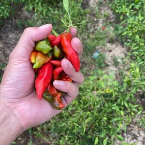 达令的老公头像