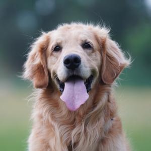 海狸叔叔-雪长老头像