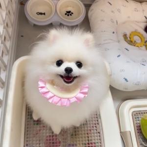 博美宝宝（买🐶私聊直接留ｖ）头像