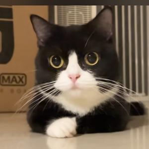 新游提前看头像