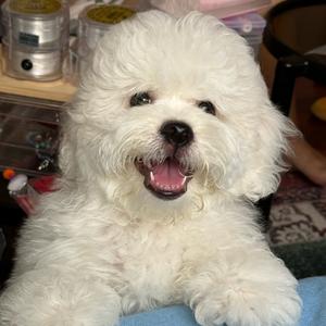 团团小猪🐷头像