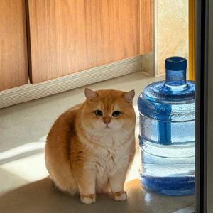 肉肉肉蟹煲1001头像