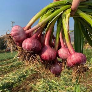 田地大丰收头像