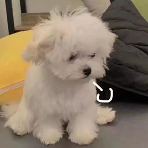 披萨切八块🍕头像