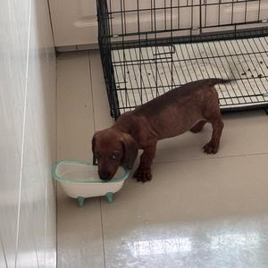 黑皮体育生头像