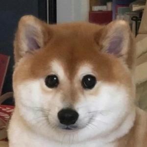 正宗柴柴无所谓头像