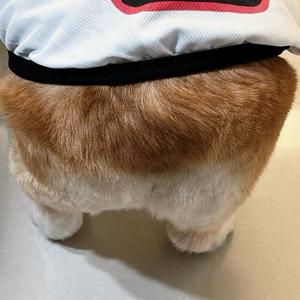 小狗塑忠实拥护者头像