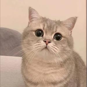 胖总家的猫头像