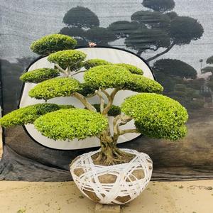 天狼黄杨造型基地头像