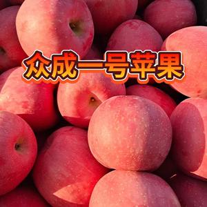 新优品种果树苗头像