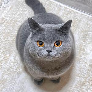 毛孩子囤货站头像