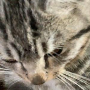 是爱小爱呀(蛋仔派对头像