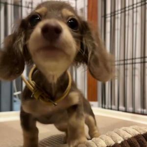 腊肠宝宝（买🐶刘v）头像