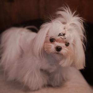 二妹是小马头像