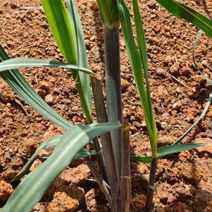 北吉星农业蒙老师头像