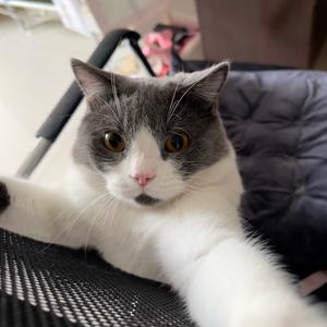 元宝是只猫头像