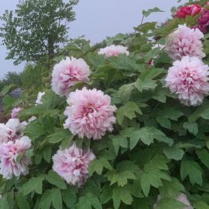 旭日东升。头像