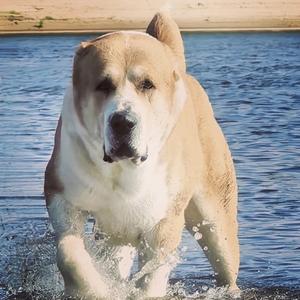 中亚牧羊犬头像