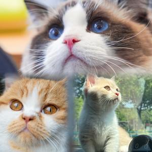 民宿主理猫头像