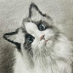 青宝是只文艺猫头像