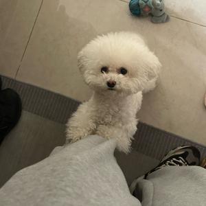 七七的小狗日记头像