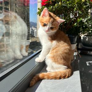 橘子🍊哥哥头像