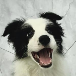 边牧夏小百头像