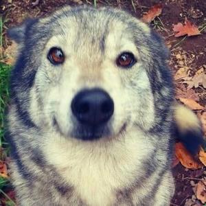 鱼头布丁（2026高考版）头像