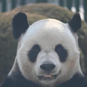 🥚小虎队🥚头像