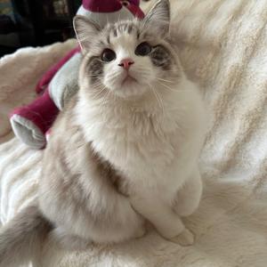 这辆卡车叫老钱头像