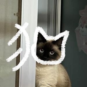 王招财是小猛兽头像